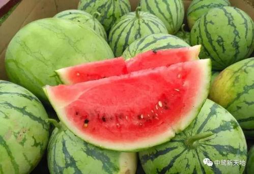 169吃瓜网,揭秘娱乐圈最新热点，带你畅游八卦海洋