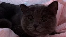 小猫吃瓜小丑,趣味横生的日常瞬间