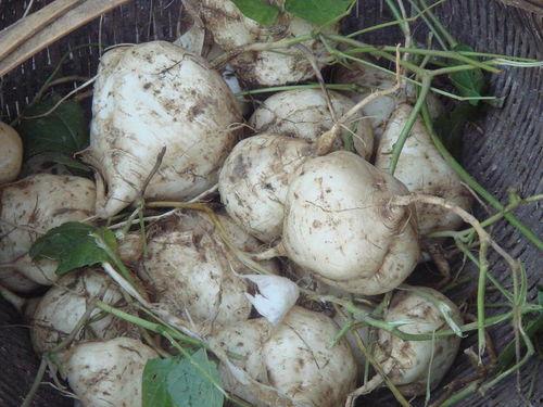 吃瓜达人的意思,网络舆论场中的“瓜农”众生相