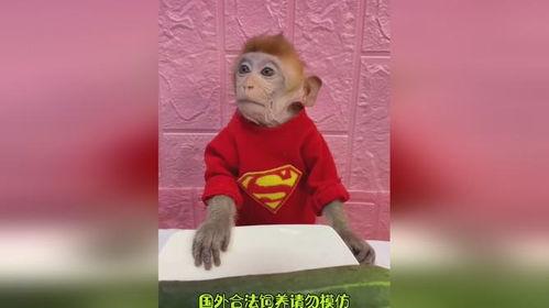 吃瓜动物搞笑,笑料横生的动物界喜剧盛宴