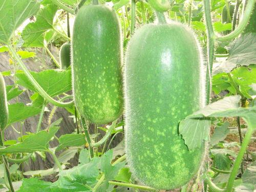 大丫头吃瓜趣事,揭秘娱乐圈幕后花絮