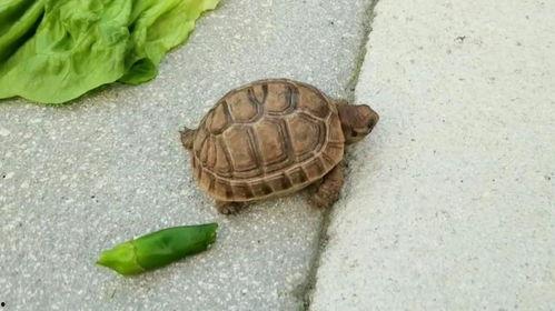 乌龟吃瓜文案简短搞笑,笑料横生！