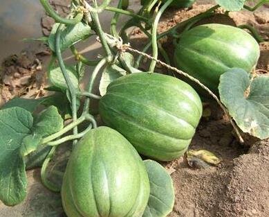 吃小瓜有毒视频,食品安全警示录