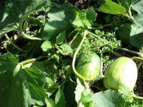 吃瓜吃多口臭,揭秘口腔健康小贴士