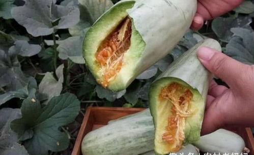 孕妇吃久红瓜,营养与安全探讨