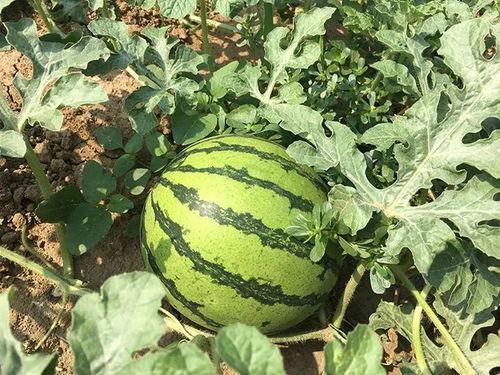 永乐时代吃瓜,宫廷瓜果盛宴背后的历史风云