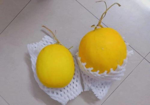 摆烂后吃瓜,揭秘幕后吃瓜众生相