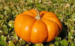 梦见吃熟瓜,熟瓜的诱惑与寓意