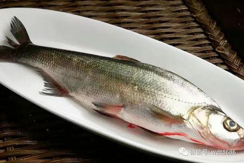 鱼咯吃瓜拉,探寻自然和谐共生的美好画卷