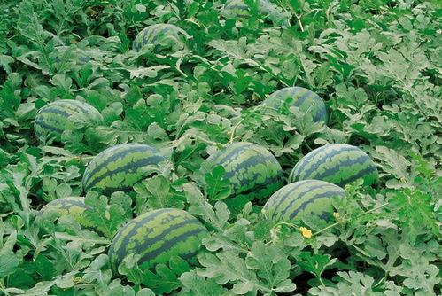 沛县徐庄矿吃瓜,吃瓜背后的历史故事