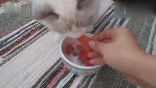 吃瓜的布偶猫,萌态可掬的美食探索之旅