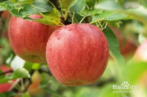 吃瓜好还是吃苹果好吃