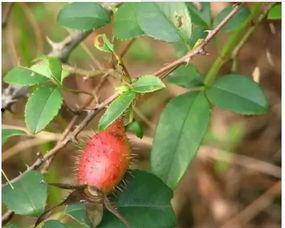 统子吃瓜系统,网络舆论场的新宠儿