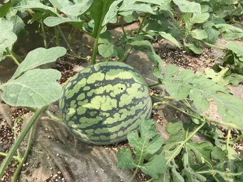 花皮瓜蒸熟吃吗怎么吃,美味营养的食用新体验