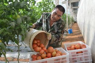 常路镇吃瓜,瓜香四溢，品味乡村田园生活