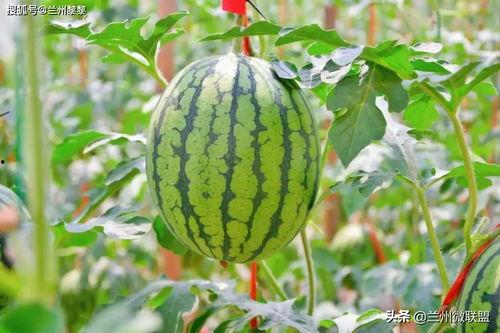 微风吃瓜最新视频,揭秘最新视频中的热点事件与趣味瞬间