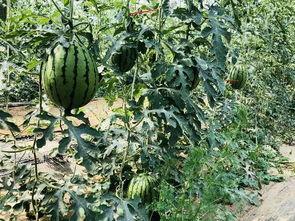 班上吃瓜,揭秘班上那些吃瓜趣事