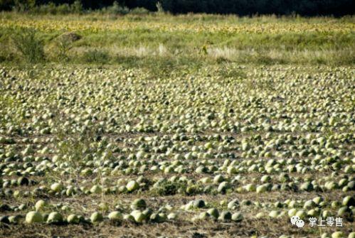 中国最好的吃瓜地图,探寻各地特色瓜果的味蕾之旅