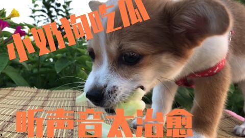 什么瓜狗狗可以吃,哪些瓜对狗狗健康有益？