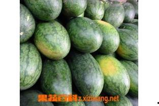 水产美人吃瓜,夏日美食新风尚