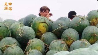 现场拍摄原片素材吃瓜