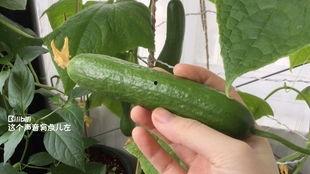 梦见摘长条瓜吃,揭秘摘长条瓜吃的神秘寓意