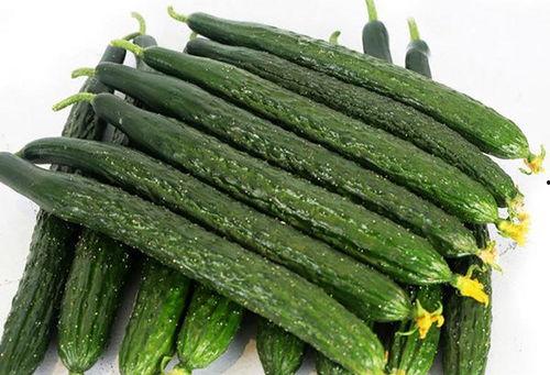 朝阳普通热心吃瓜,揭秘街头巷尾的趣味生活