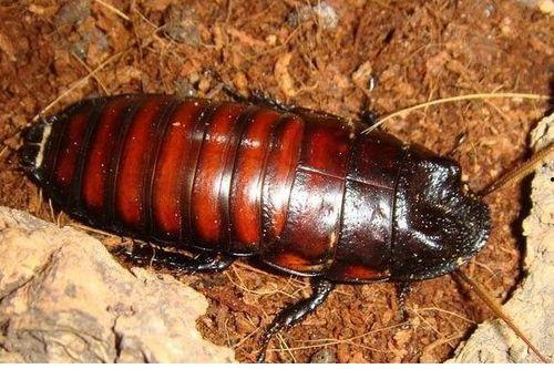 带你吃瓜惊险蟑螂,一场与蟑螂的惊魂邂逅