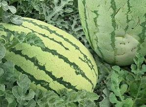 四川吃瓜群众哪里吃瓜最多