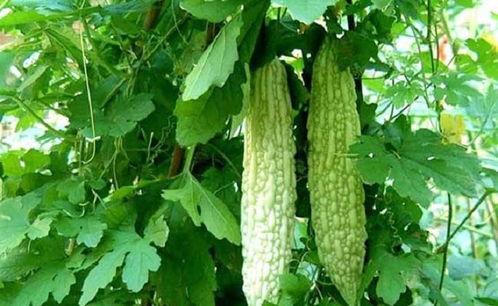 枯瓜怎么吃,创意烹饪新尝试